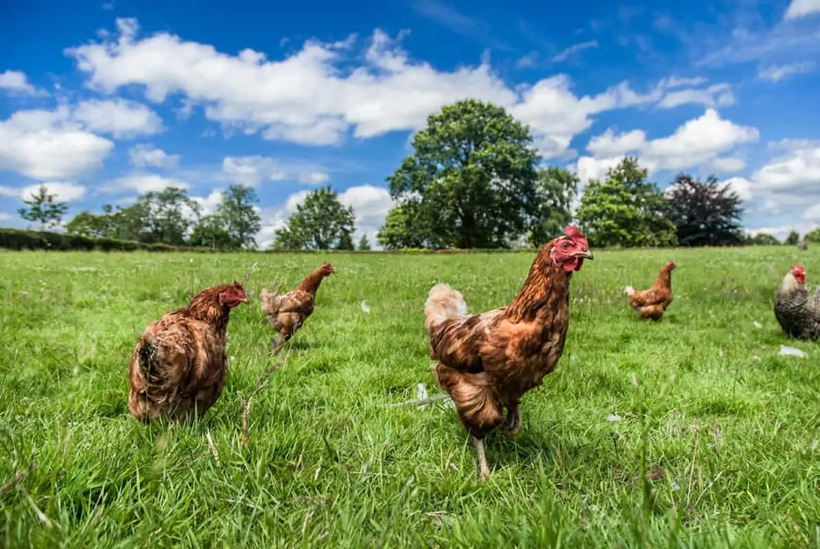 Free Range and Pasture Raised officially defined by HFAC for